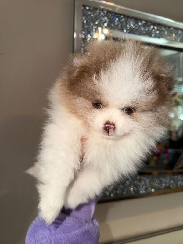 Lilac and white pomeranian boy