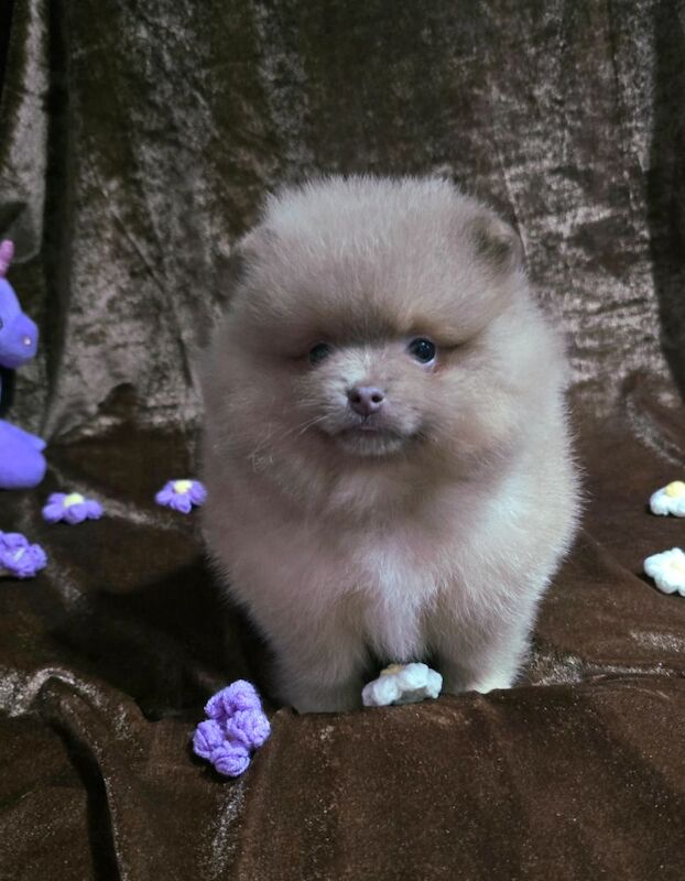Lilac female pomeranian puppy - Image 3 of 11