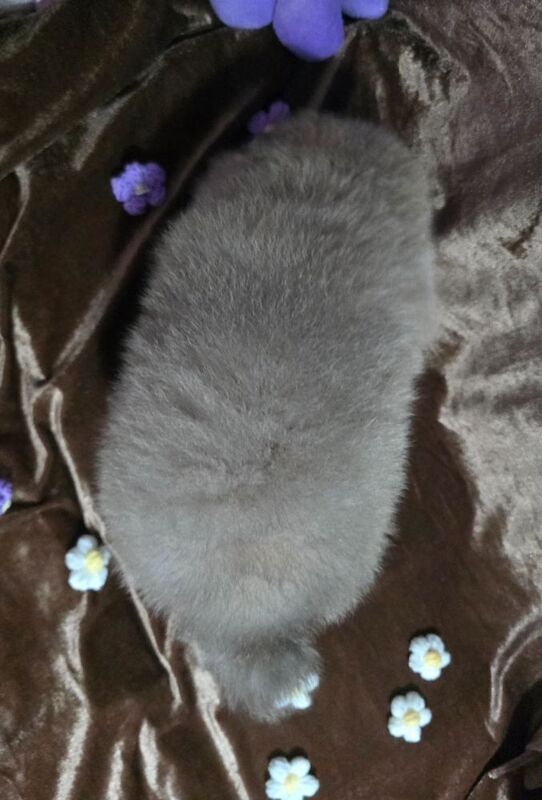 Lilac female pomeranian puppy - Image 4 of 11