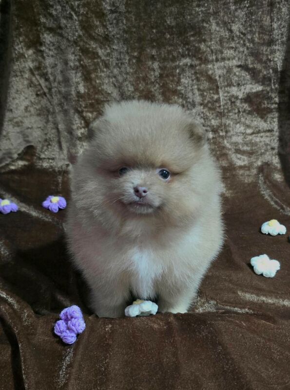 Lilac female pomeranian puppy - Image 5 of 11