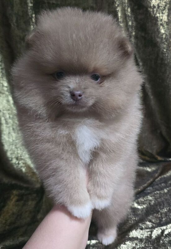 Lilac female pomeranian puppy - Image 6 of 11
