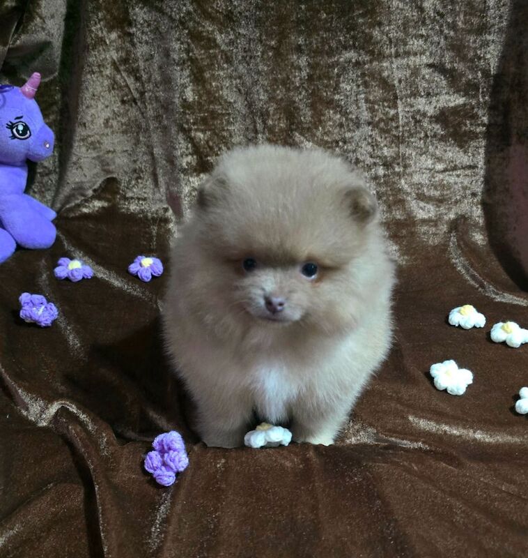 Lilac female pomeranian puppy - Image 7 of 11