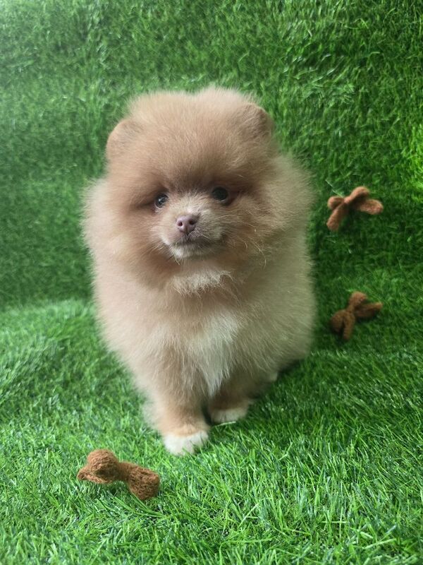 Lilac female pomeranian puppy - Image 8 of 11