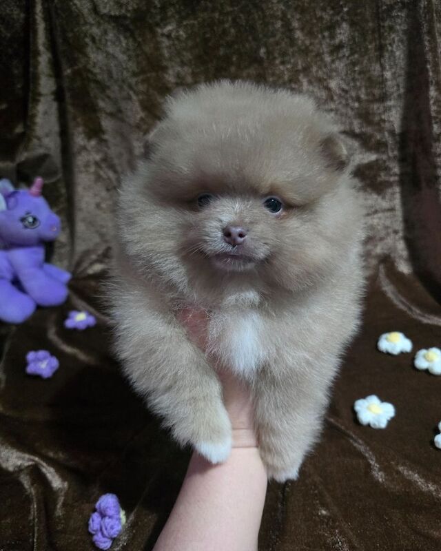 Lilac female pomeranian puppy - Image 10 of 11