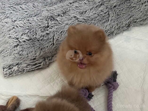 Pomeranian puppies for sale in Liverpool, Merseyside – KC registered, 1 year old - Image 2 of 5