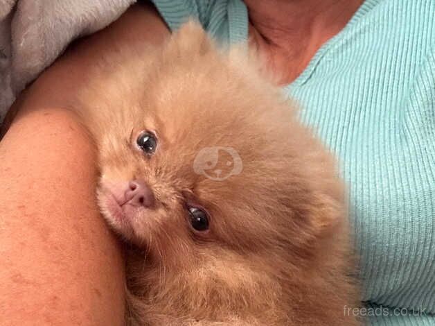 Pomeranian puppies for sale in Liverpool, Merseyside – KC registered, 1 year old - Image 3 of 5