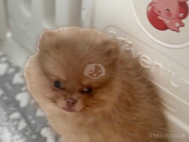 Pomeranian puppies for sale in Liverpool, Merseyside – KC registered, 1 year old - Image 5 of 5