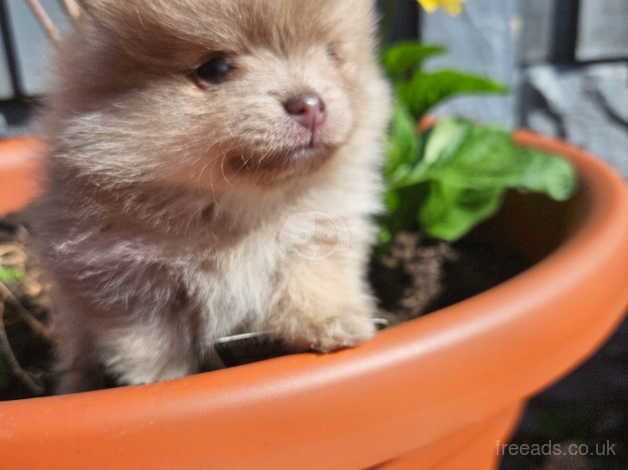 Pomeranian puppies for sale in Nottingham, Nottinghamshire – KC registered, 1 year old - Image 1 of 5