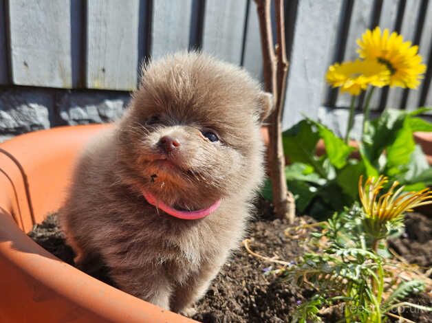 Pomeranian puppies for sale in Nottingham, Nottinghamshire – KC registered, 1 year old - Image 2 of 5