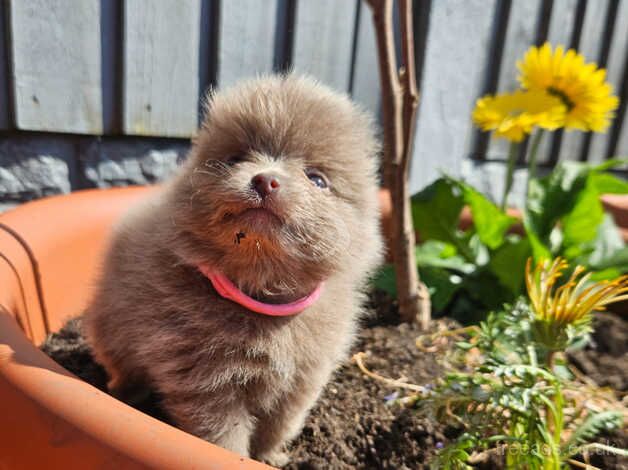 Pomeranian puppies for sale in Nottingham, Nottinghamshire – KC registered, 1 year old - Image 3 of 5