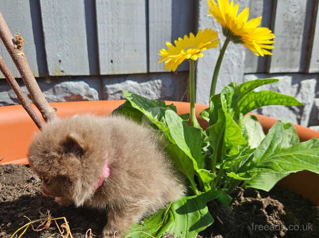 Pomeranian puppies for sale in Nottingham, Nottinghamshire – KC registered, 1 year old - Image 4 of 5