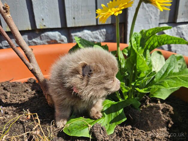 Pomeranian puppies for sale in Nottingham, Nottinghamshire – KC registered, 1 year old - Image 5 of 5