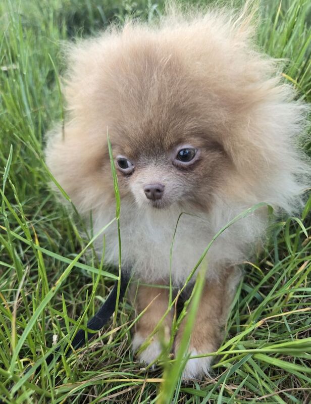 Lilac with tan points 6months old female pomeranian