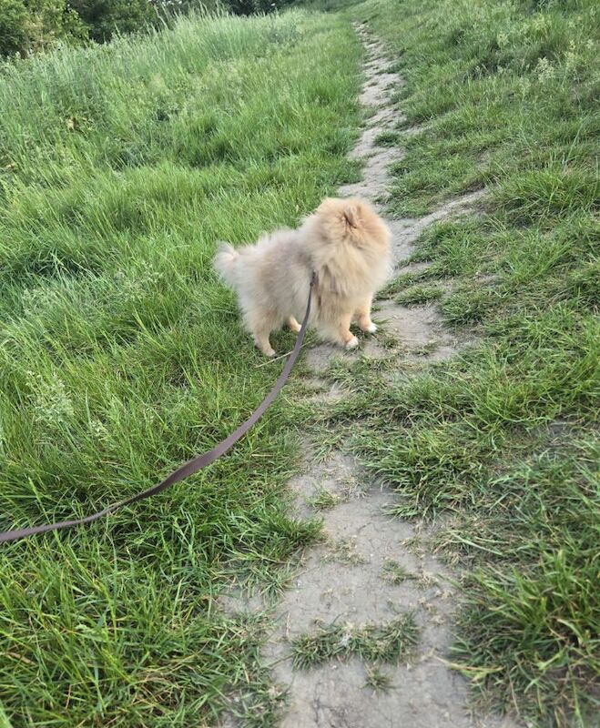 Lilac with tan points 6months old female pomeranian - Image 2 of 11