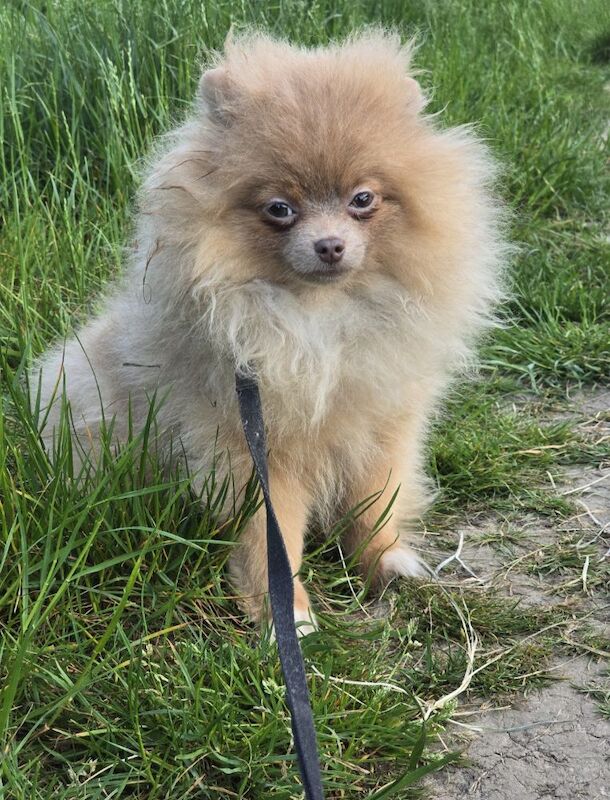 Lilac with tan points 6months old female pomeranian - Image 3 of 11