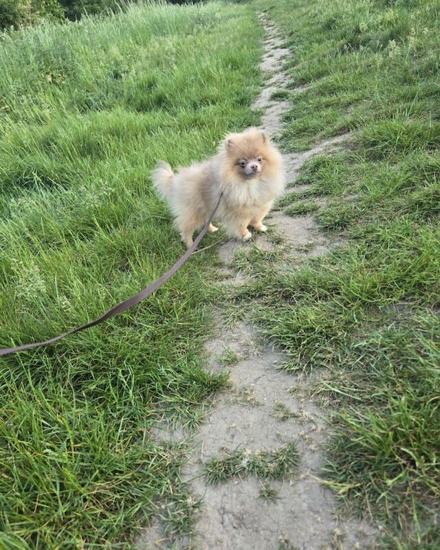 Lilac with tan points 6months old female pomeranian - Image 4 of 11