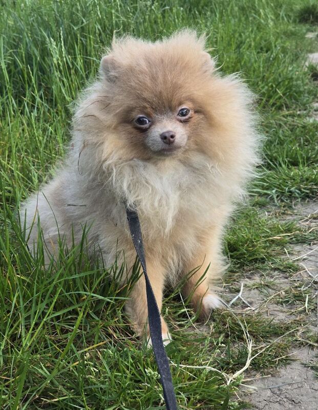 Lilac with tan points 6months old female pomeranian - Image 5 of 11