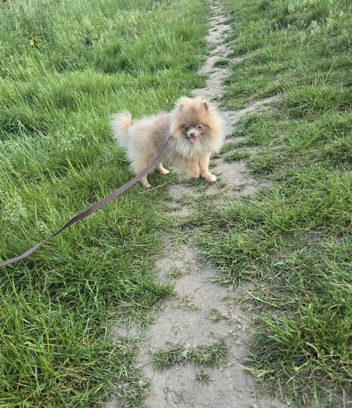 Lilac with tan points 6months old female pomeranian - Image 6 of 11