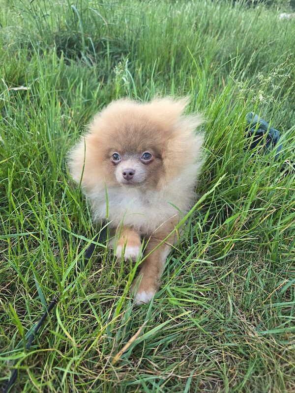 Lilac with tan points 6months old female pomeranian - Image 7 of 11