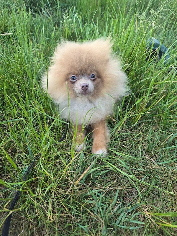 Lilac with tan points 6months old female pomeranian - Image 8 of 11