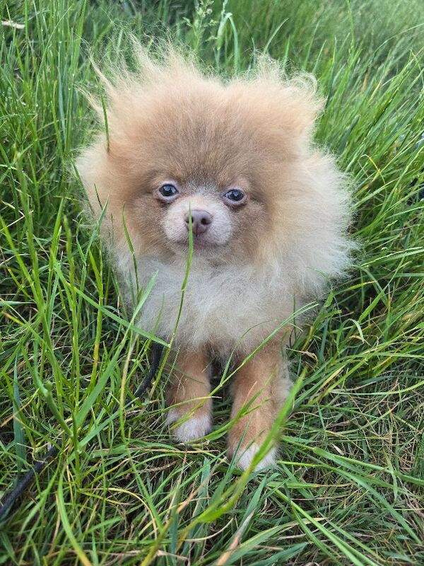 Lilac with tan points 6months old female pomeranian - Image 9 of 11