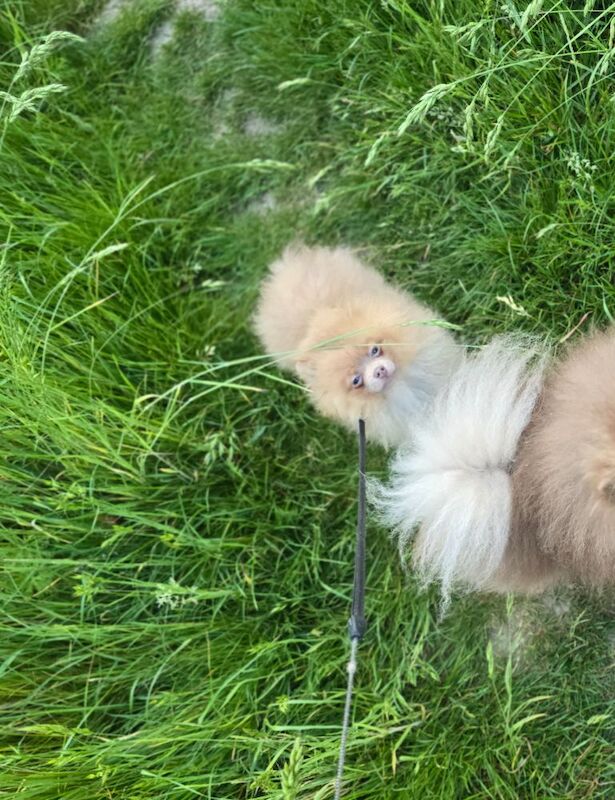 Lilac with tan points 6months old female pomeranian - Image 10 of 11