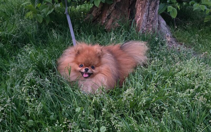 Lilac with tan points 6months old female pomeranian - Image 11 of 11