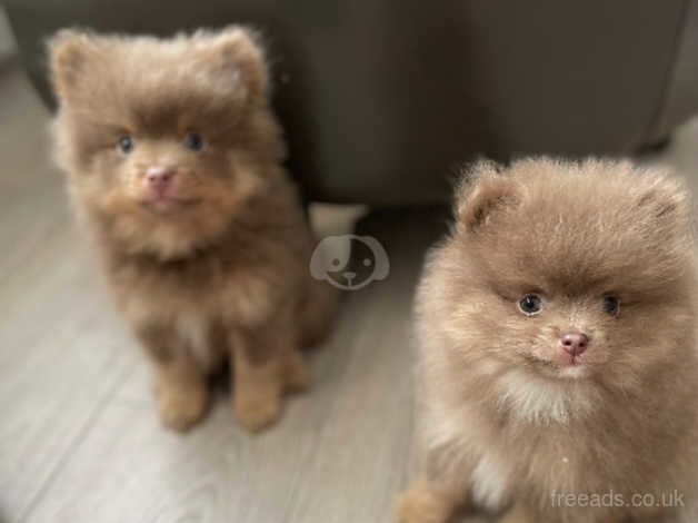 Pomeranian puppies for sale in Stalybridge, Greater Manchester – KC registered, 1 year old - Image 2 of 5