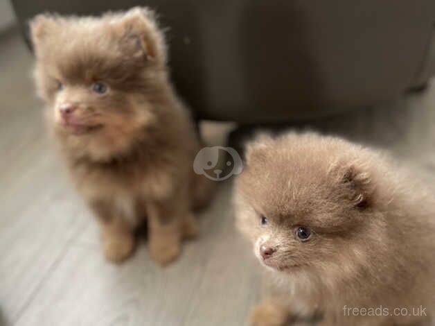 Pomeranian puppies for sale in Stalybridge, Greater Manchester – KC registered, 1 year old - Image 3 of 5