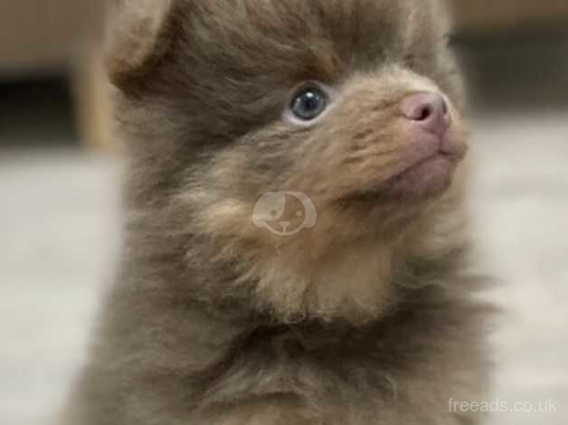 Pomeranian puppies for sale in Stalybridge, Greater Manchester – KC registered, 1 year old - Image 4 of 5