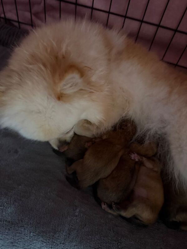 Pomeranian Puppies For Sale