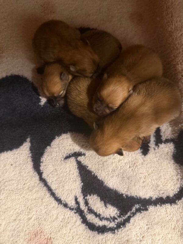 Pomeranian puppies for sale in Gravesend, Kent – 9 weeks old - Image 2 of 4