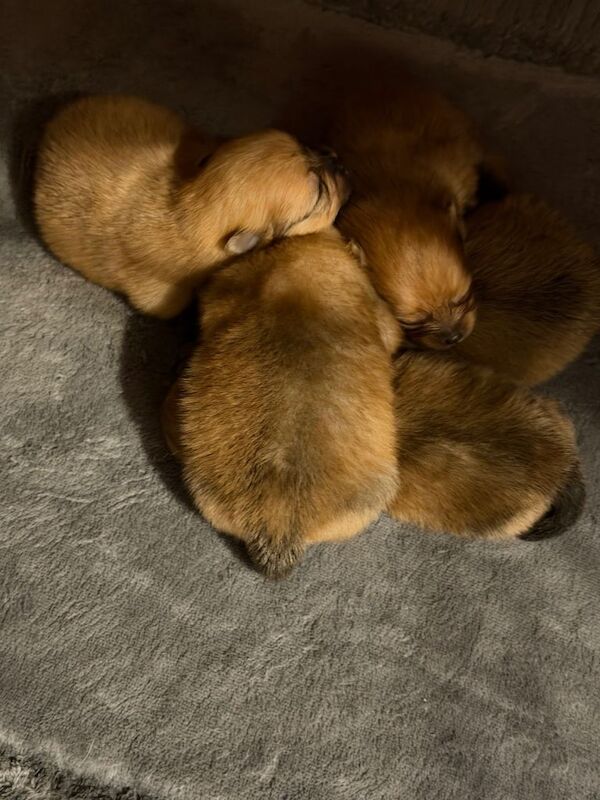 Pomeranian puppies for sale in Gravesend, Kent – 9 weeks old - Image 3 of 4