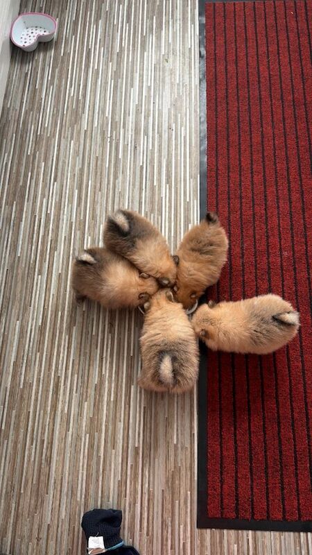 Pomeranian puppies for sale in Gravesend, Kent – 9 weeks old - Image 4 of 4