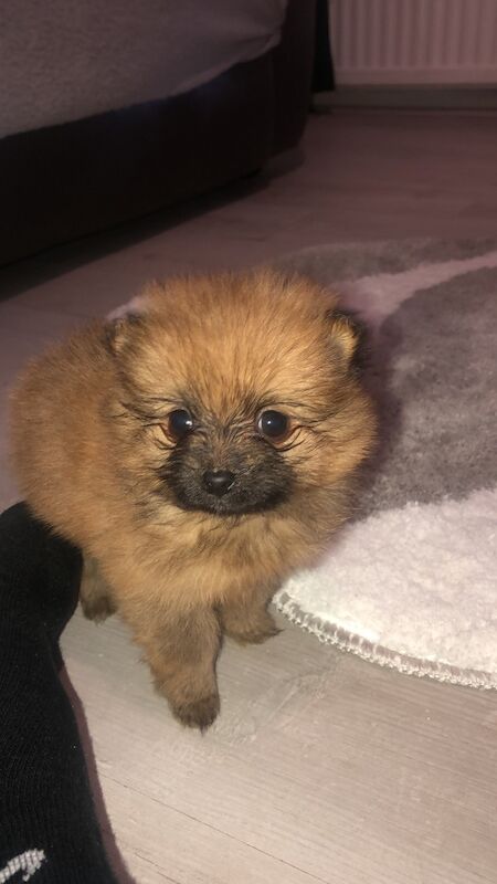 Pomeranian puppies for sale in Ruislip Manor, Hillingdon, Greater London – 10 months old