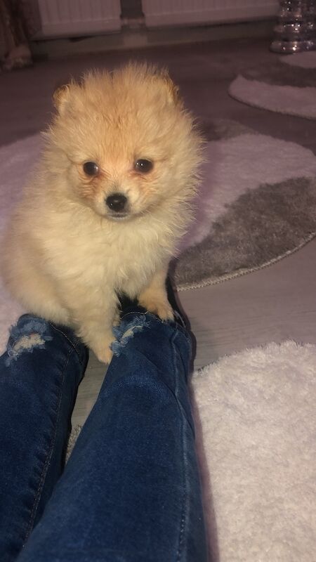Pomeranian puppies for sale in Ruislip Manor, Hillingdon, Greater London – 8 months old - Image 2 of 4