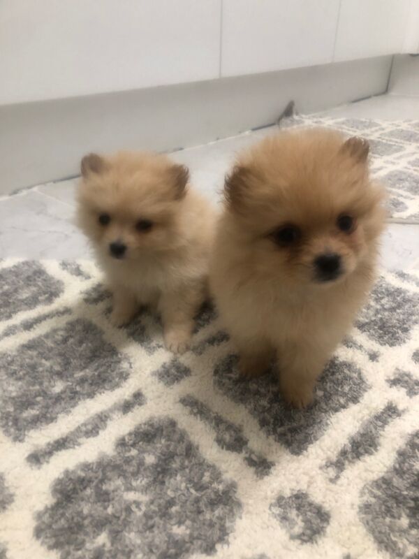 Pomeranian puppies for sale in Ruislip Manor, Hillingdon, Greater London – 8 months old - Image 3 of 4