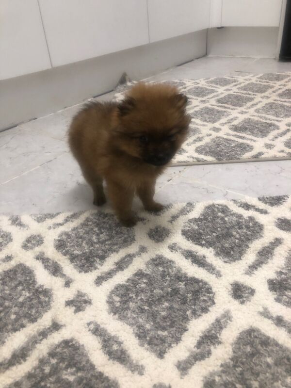 Pomeranian puppies for sale in Ruislip Manor, Hillingdon, Greater London – 8 months old - Image 4 of 4
