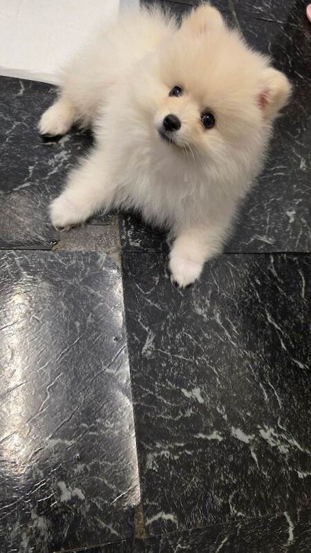 Pomeranian puppies for sale in Harlow, Essex – 9 months old - Image 2 of 3