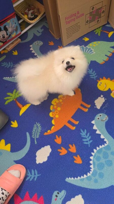 Pomeranian puppies for sale in Harlow, Essex – 9 months old - Image 3 of 3