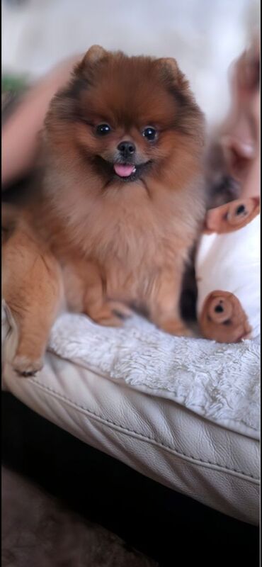 Looking for my girl a partner for stud - Image 2 of 3