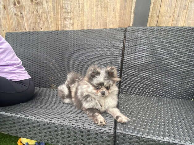 Pomeranian puppies for sale in Leeds, West Yorkshire – 1 year old - Image 2 of 5
