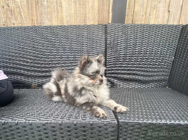 Pomeranian puppies for sale in Leeds, West Yorkshire – 1 year old - Image 3 of 5