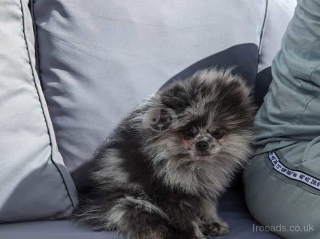 Pomeranian puppies for sale in Leeds, West Yorkshire – 1 year old - Image 4 of 5