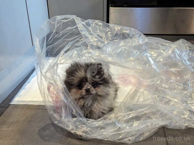 Pomeranian puppies for sale in Leeds, West Yorkshire – 1 year old - Image 5 of 5