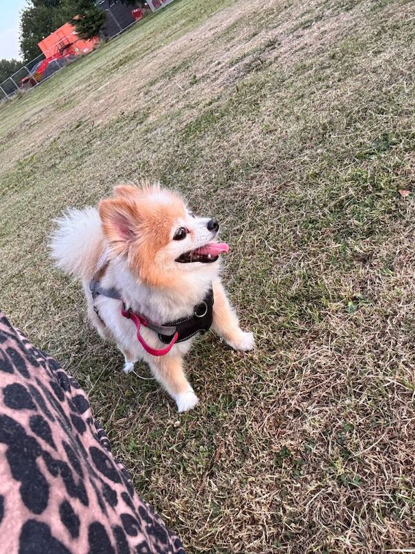 Pomeranian Puppies For Sale Under £1,000