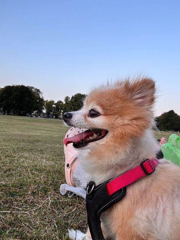 Lovely Family Dog Looking for a Loving New Home - Image 5 of 5