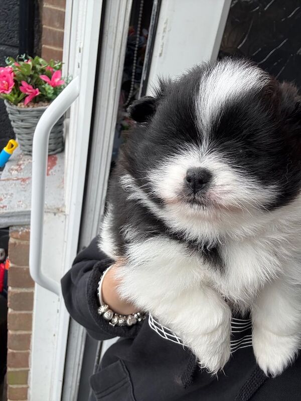 Pomeranian puppies for sale in Swindon, Wiltshire – 6 weeks old