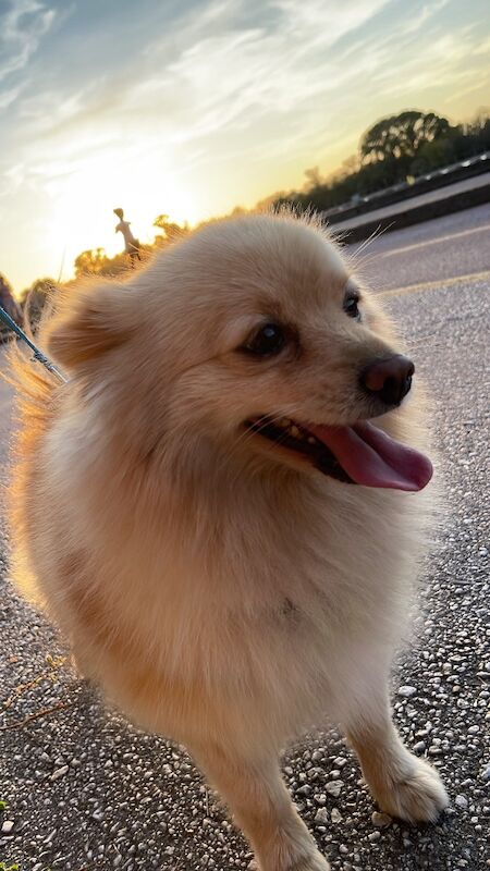 Lovely Pomeranian Boy Looking for a Loving Home ️