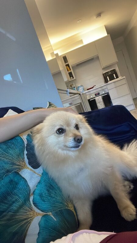 Lovely Pomeranian Boy Looking for a Loving Home ️ - Image 2 of 15